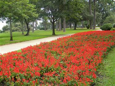 gardens
